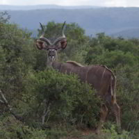 addo-elephant - addo_elephant_60.jpg