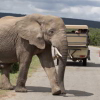 addo-elephant - addo_elephant_66.jpg