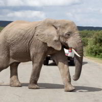 addo-elephant - addo_elephant_67.jpg