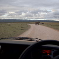 addo-elephant - addo_elephant_78.jpg