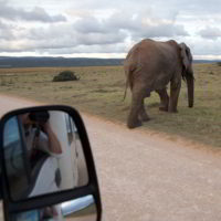 addo-elephant - addo_elephant_79.jpg