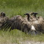 southern-africa-2013 - Southern_Africa_286.jpg