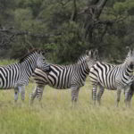 southern-africa-2013 - Southern_Africa_288.jpg