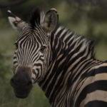southern-africa-2013 - Southern_Africa_289.jpg