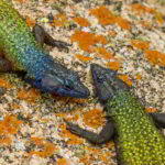 southern-africa-2013 - Southern_Africa_291.jpg