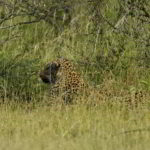 southern-africa-2013 - Southern_Africa_297.jpg